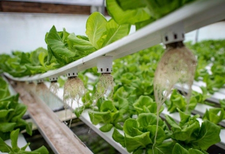 Hydroponic lettuce growing in an aquaponics system