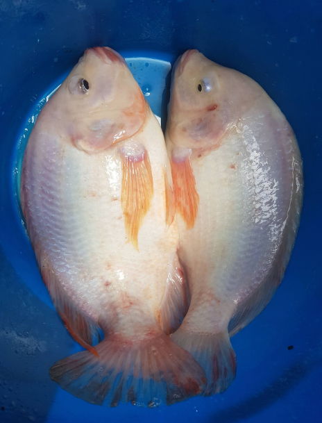 Fresh tilapia fish raised in the aquaponics system
